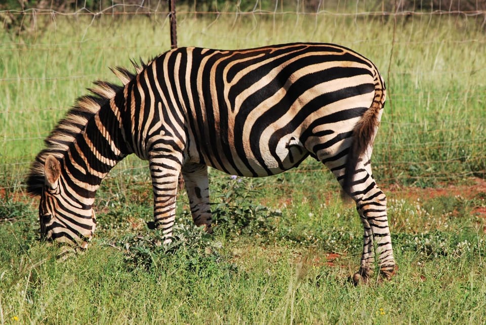 Animals