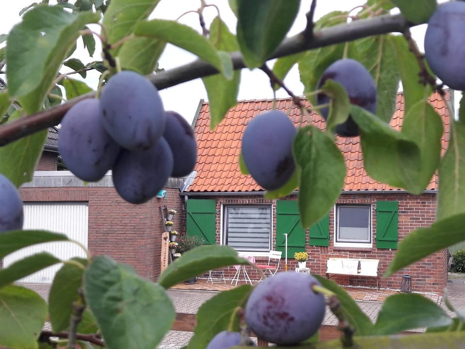 Gemütliches Häuschen im Alten Land House in Schleswig-Holstein