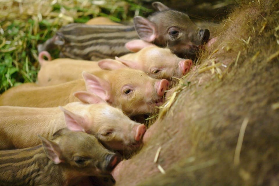 Animals