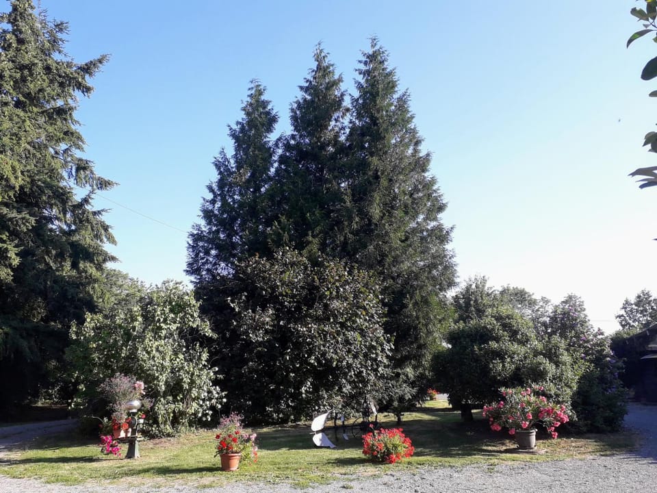 Natural landscape, Garden, Pets, Garden view, Family