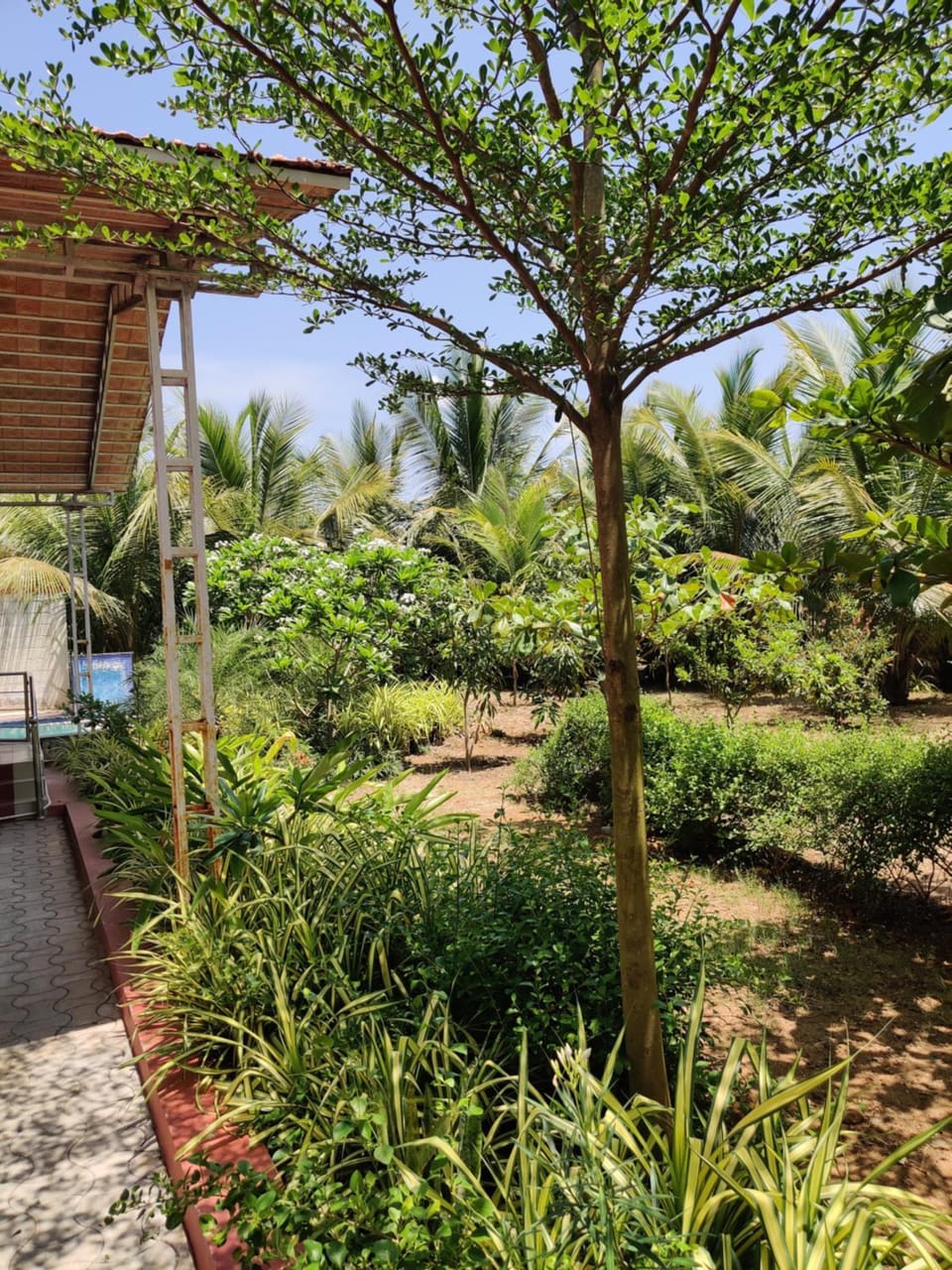 Garden view