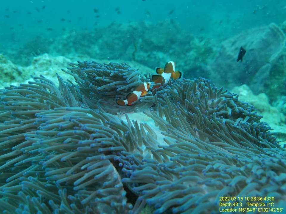 Perhentian Chomel Chalet Bed and Breakfast in Terengganu, Malaysia