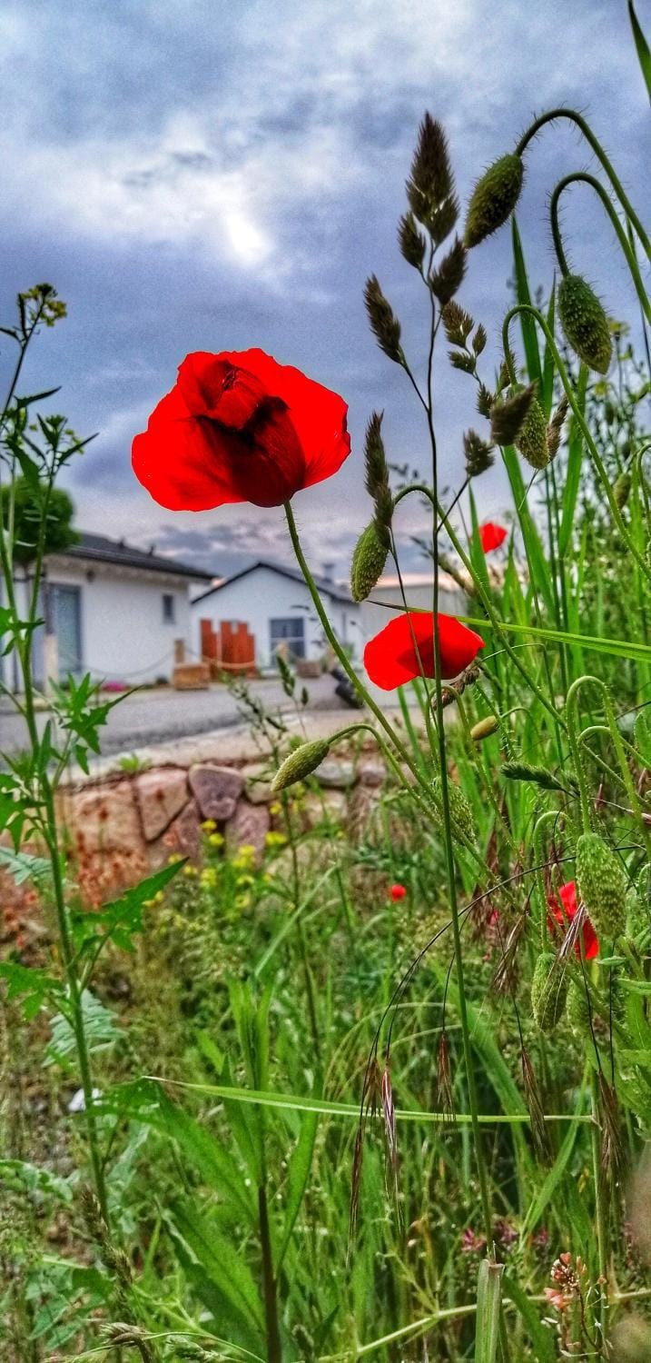 Ferienhaus sonnenWIND am Hainer See Apartment in Thuringia, Germany