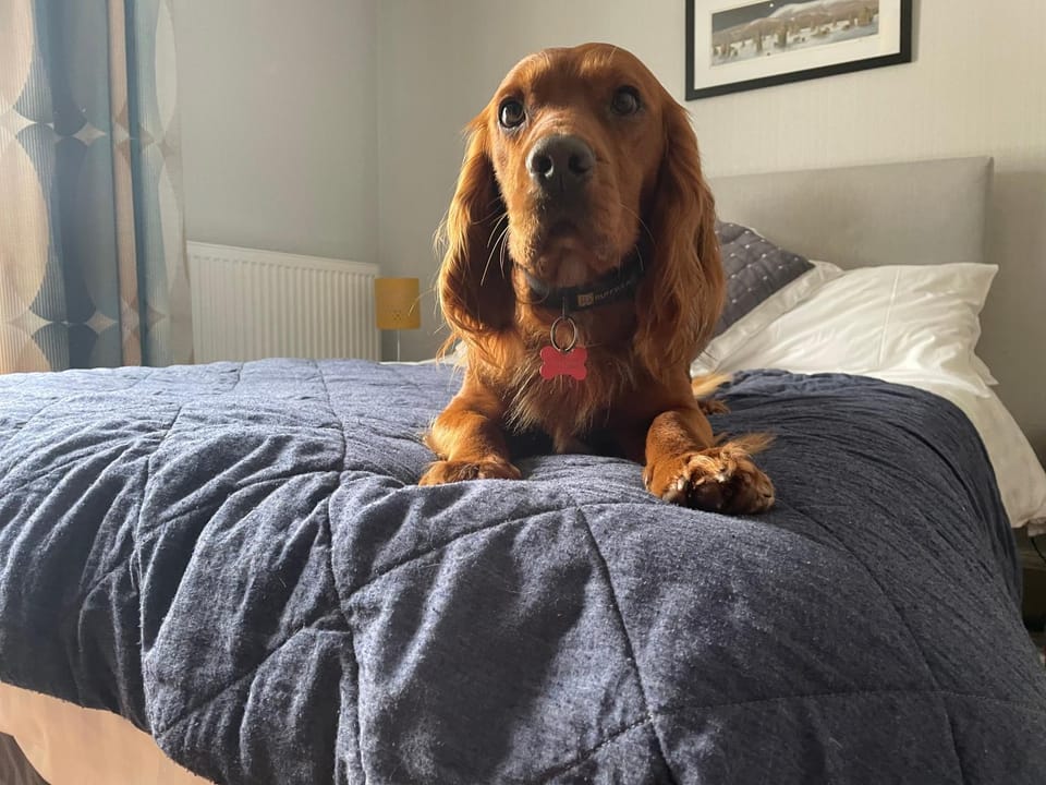 Bedroom, Pets