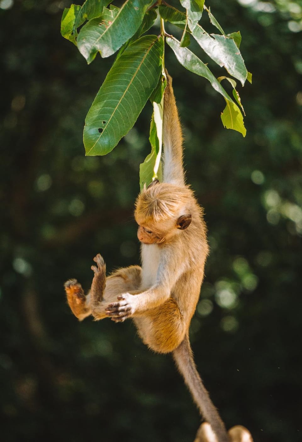 Natural landscape, Garden, Animals