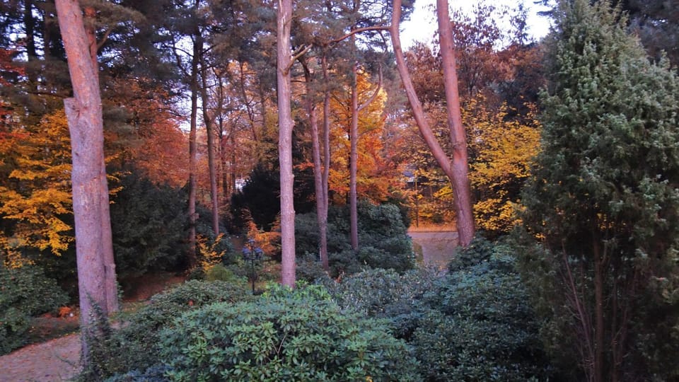 Garden view