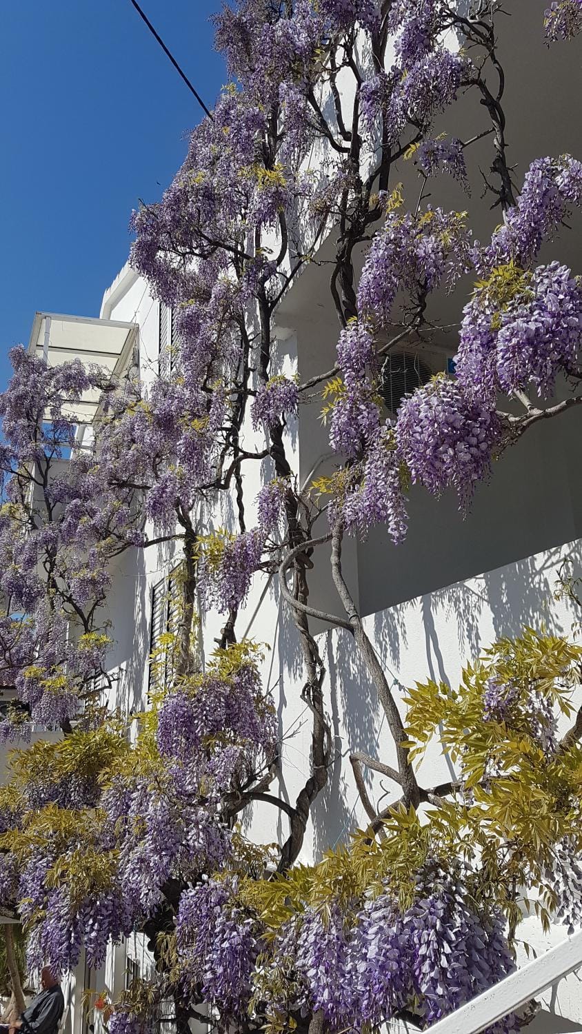 Apartmani Šurlin Bed and Breakfast in Hvar