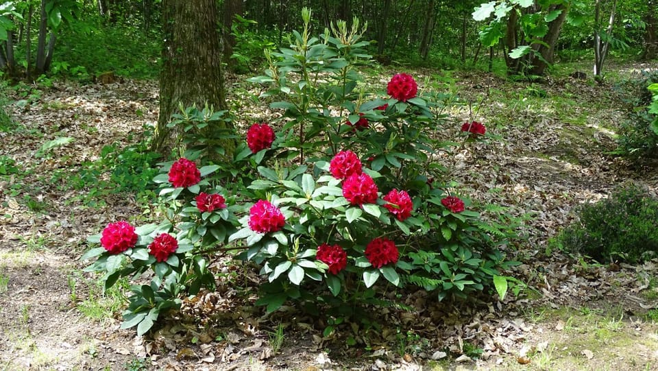 Garden, Garden