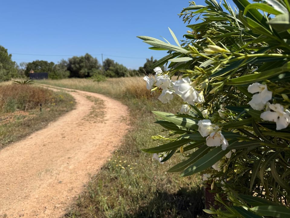Spring, Natural landscape