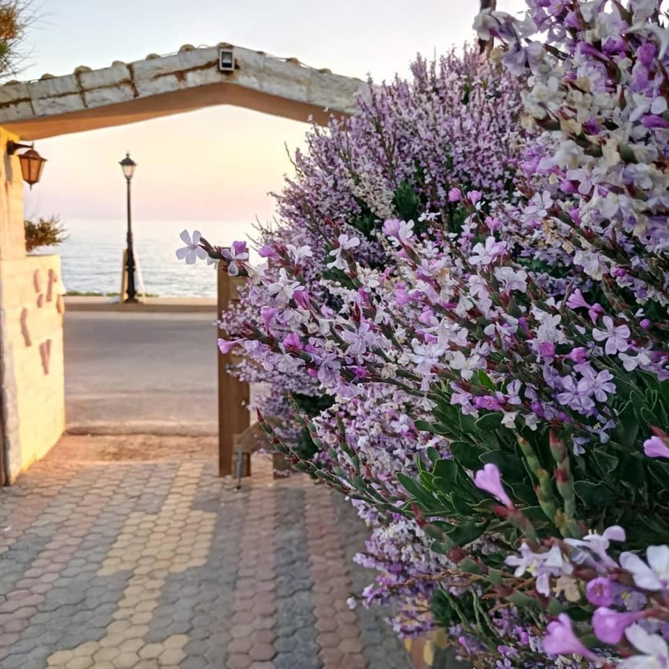 Patio, Garden