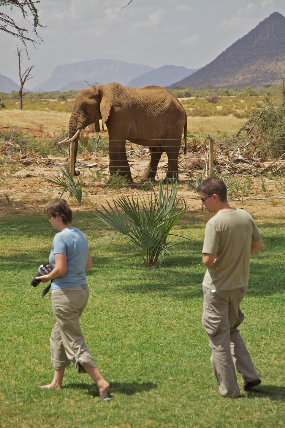 Animals