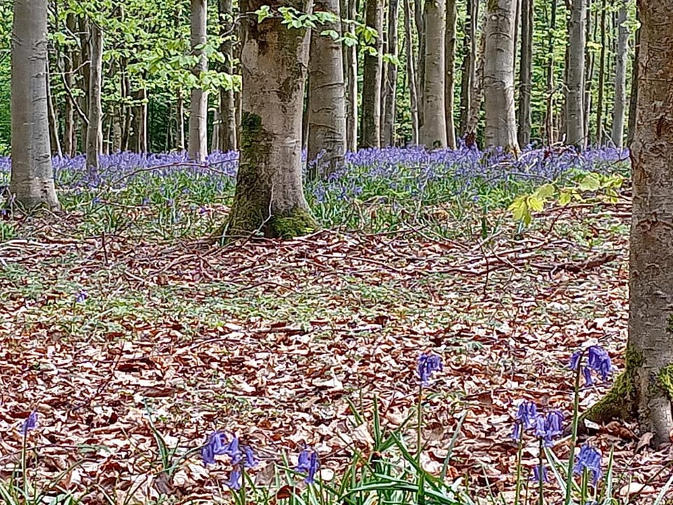 Le Clos Fleuri Apartment in Wallonia, Belgium