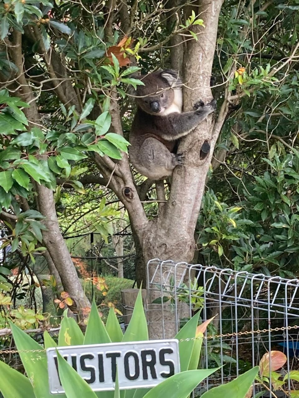Animals