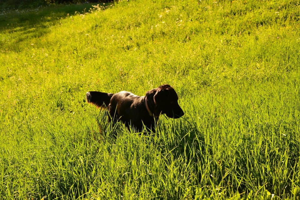 Animals, Pets