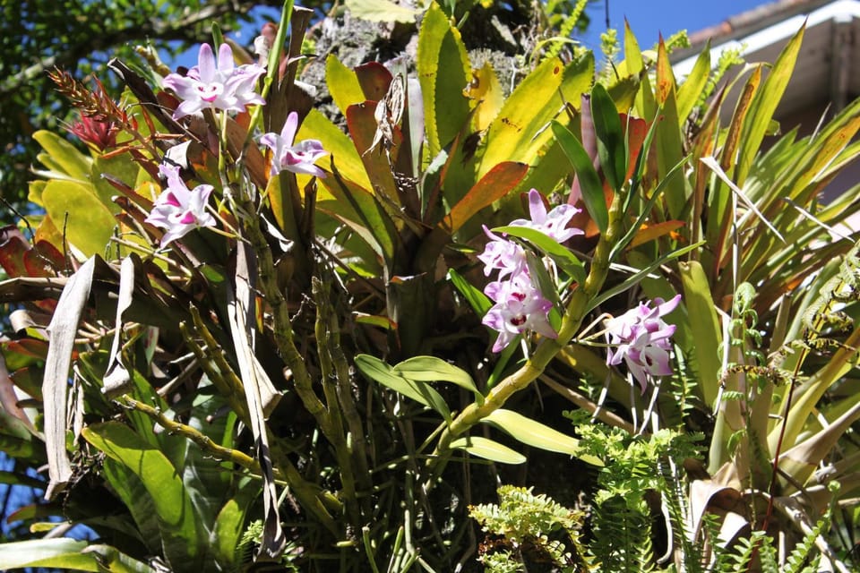 Day, Garden, Garden view