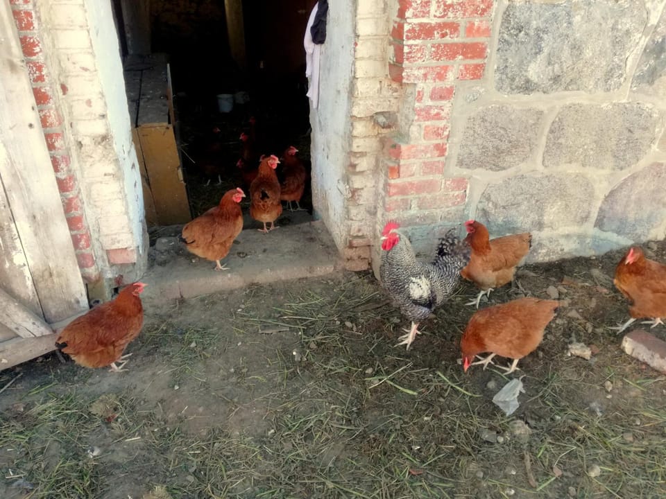 Animals