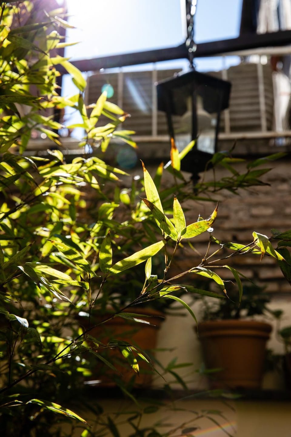 Garden view