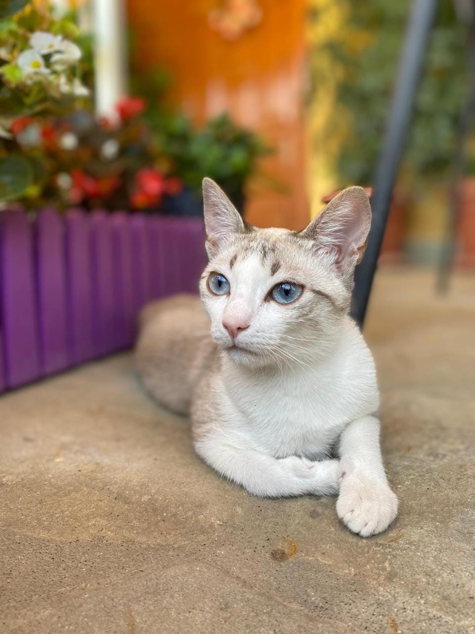 Joan Guesthouse Bed and Breakfast in North Macedonia