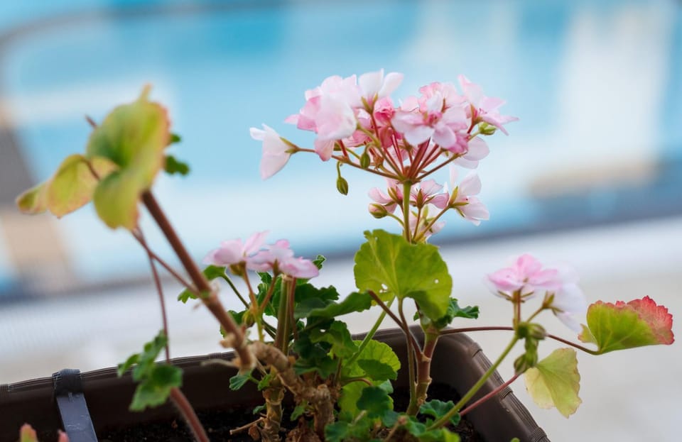 Garden, Balcony/Terrace