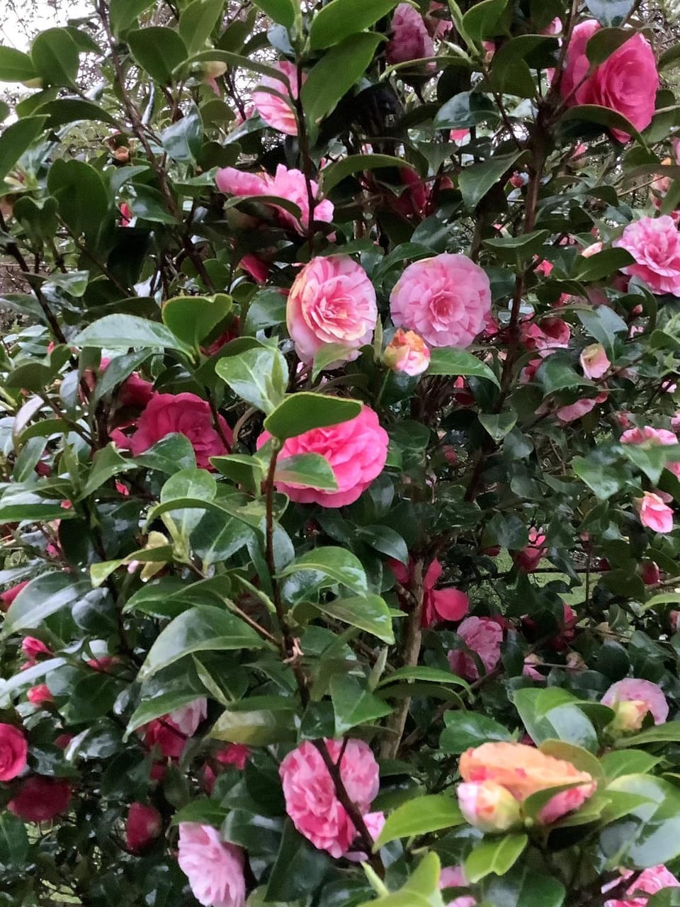 Spring, Garden, Garden, Garden view