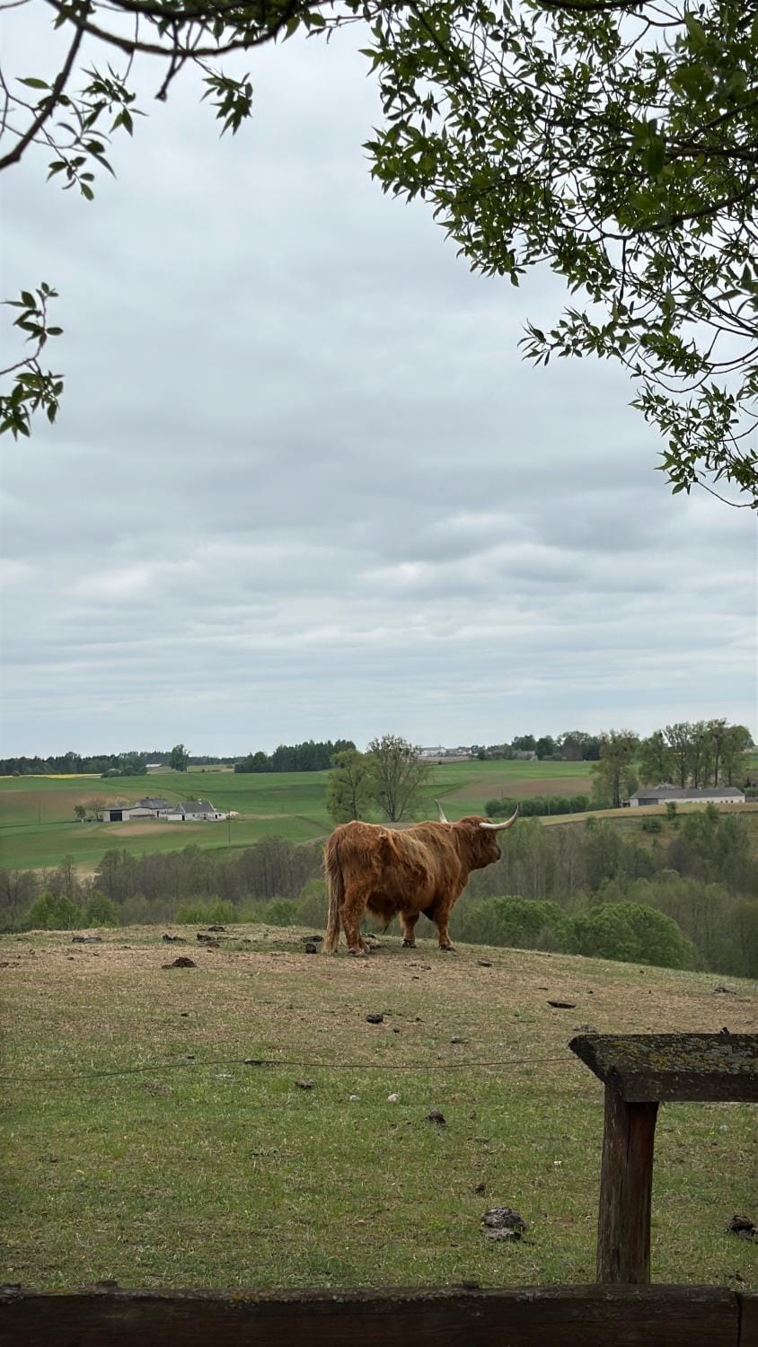 Natural landscape, Animals