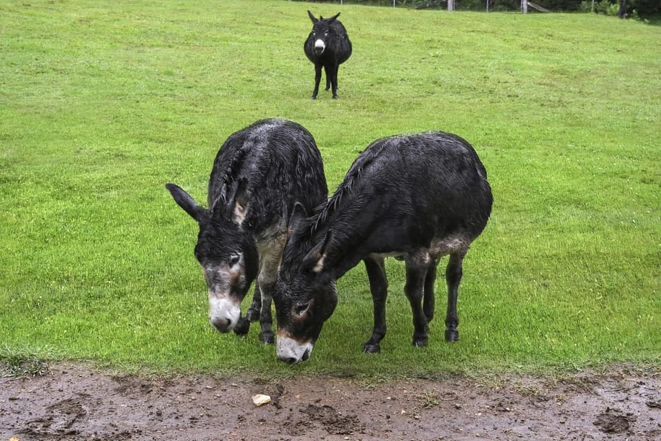 Garden, Animals