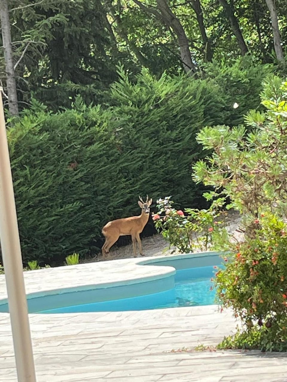 Pool view