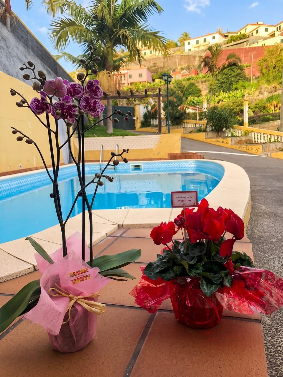 Pool view