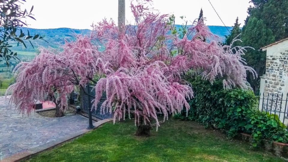 Spring, Day, Natural landscape, Garden, Garden view