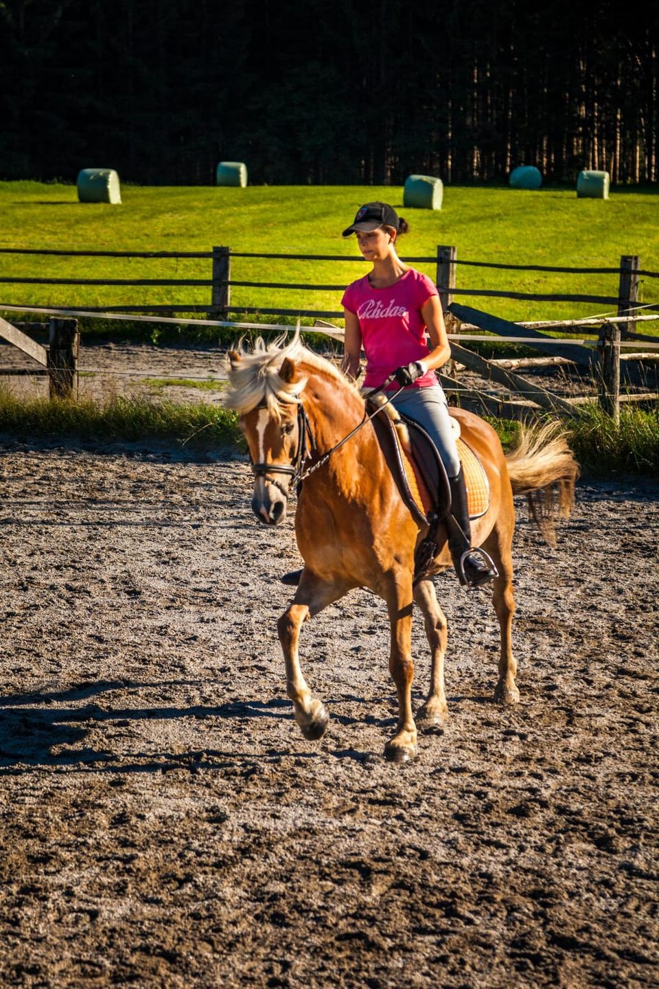 Horse-riding, Animals