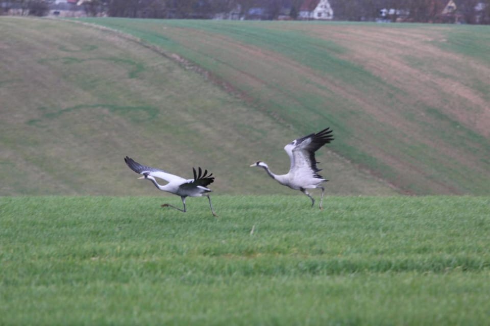 Property building, Other