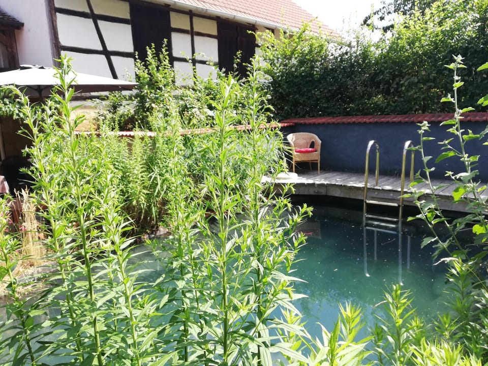 Garden, Swimming pool, Swimming pool