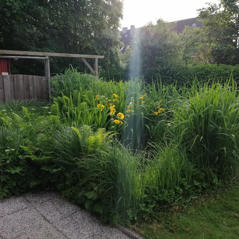 Garden view