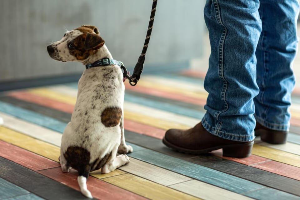 Pets
