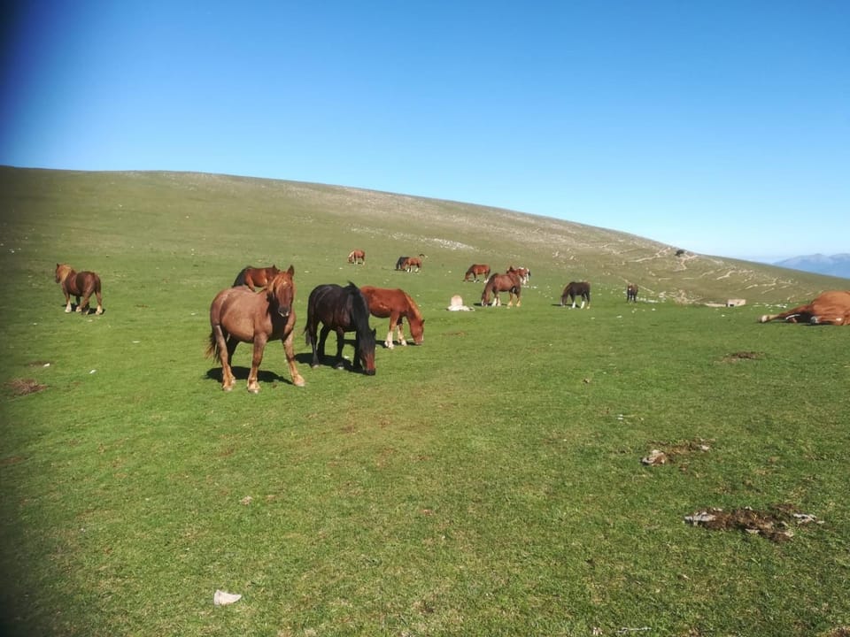 Animals, On site