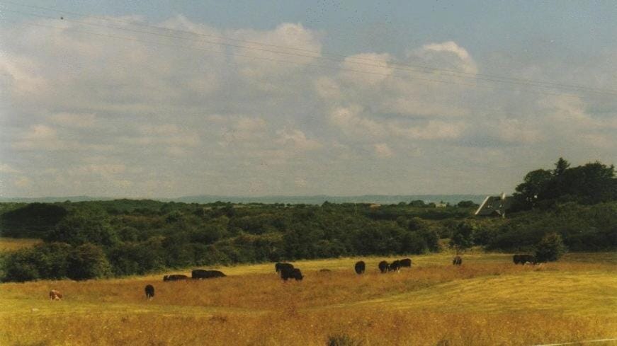 Day, Animals