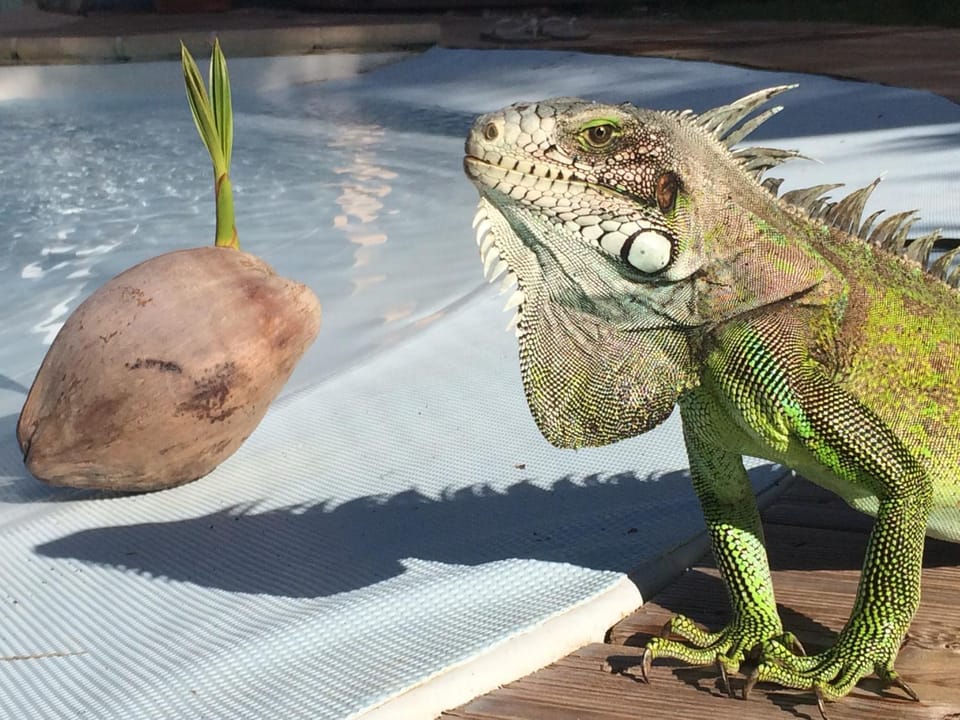 Animals, Pets