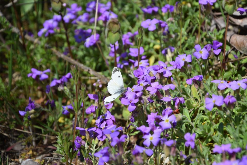 Spring, Natural landscape, Garden, On site, Garden view