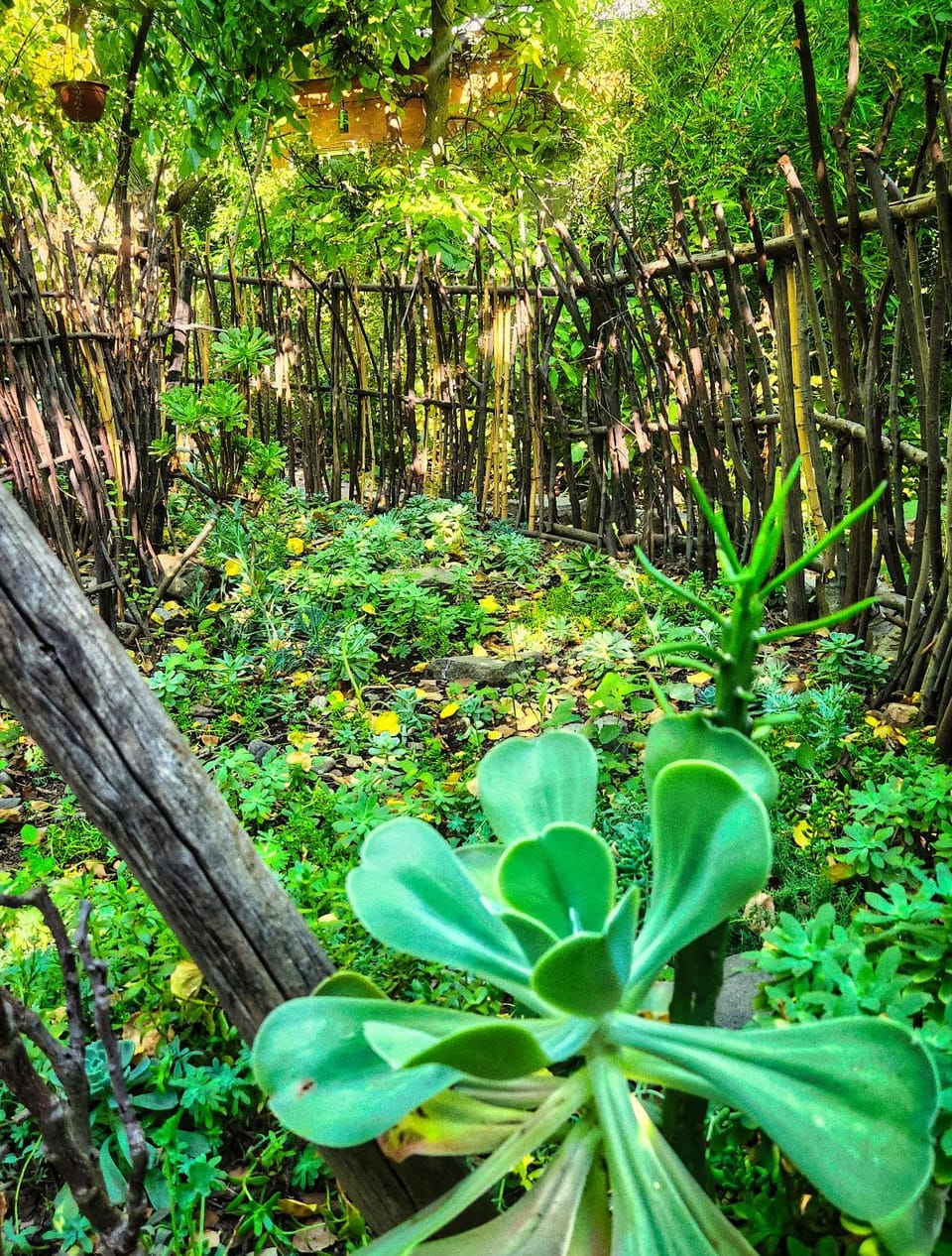 Garden