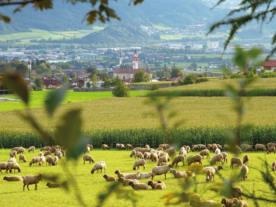 Animals, Area and facilities