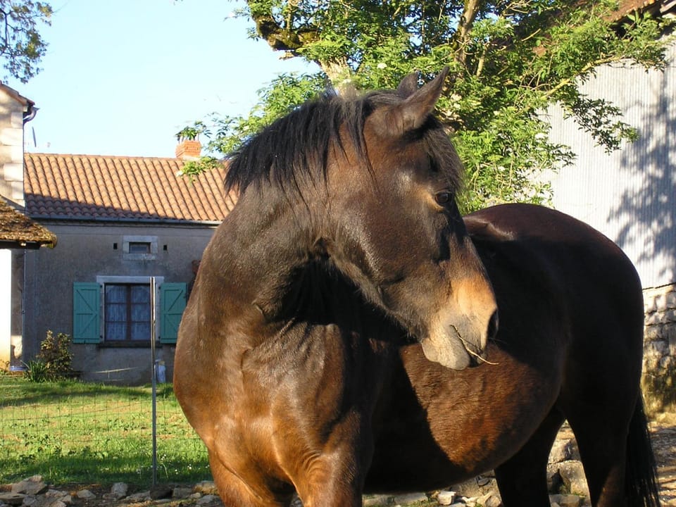 Animals