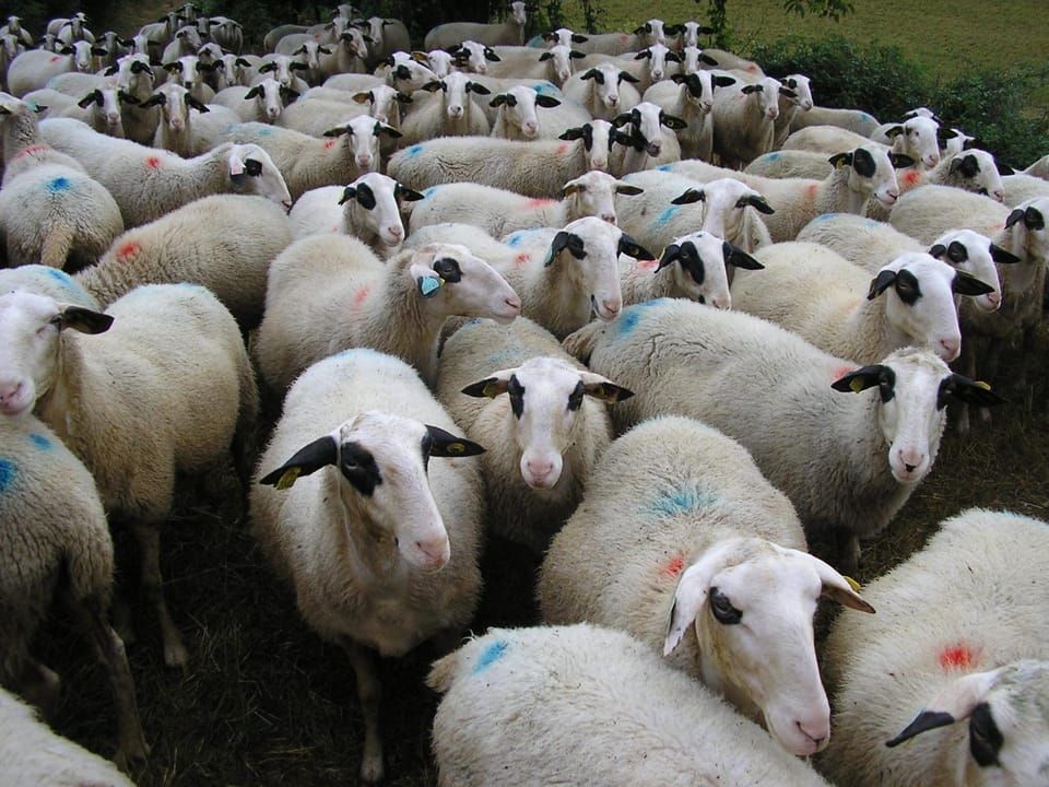LA FERME JARLAN Bed and Breakfast in Occitanie