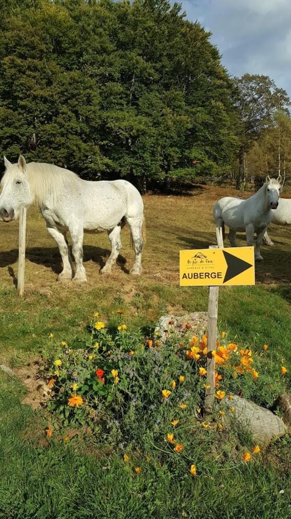 Restaurant/places to eat, Garden, Animals, On site