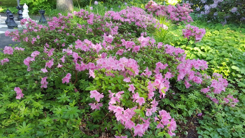 Neighbourhood, Summer, On site