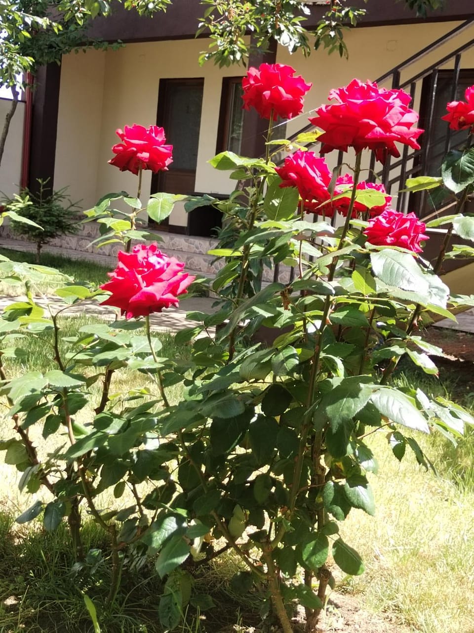 La Babusca Bed and Breakfast in Dobrich Province, Bulgaria