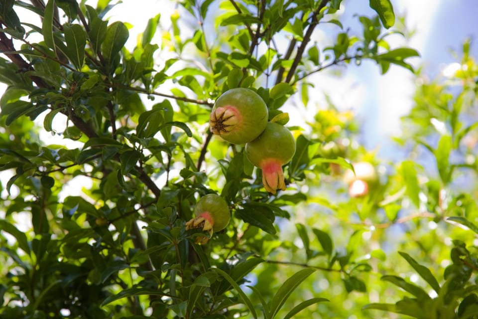 La Grenadine Bed and Breakfast in Cape Town