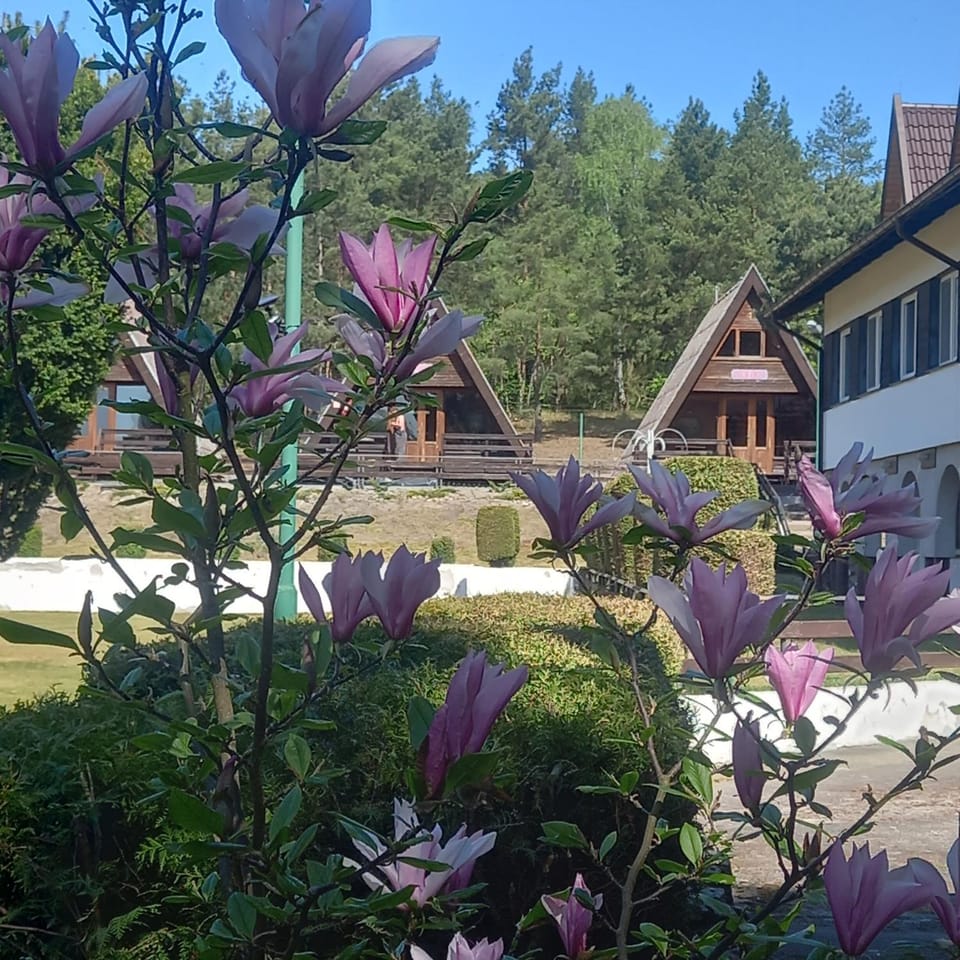 Property building, Spring, Garden