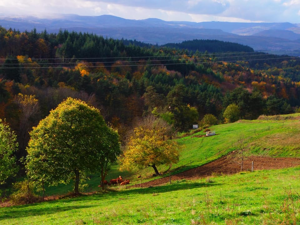 Autumn