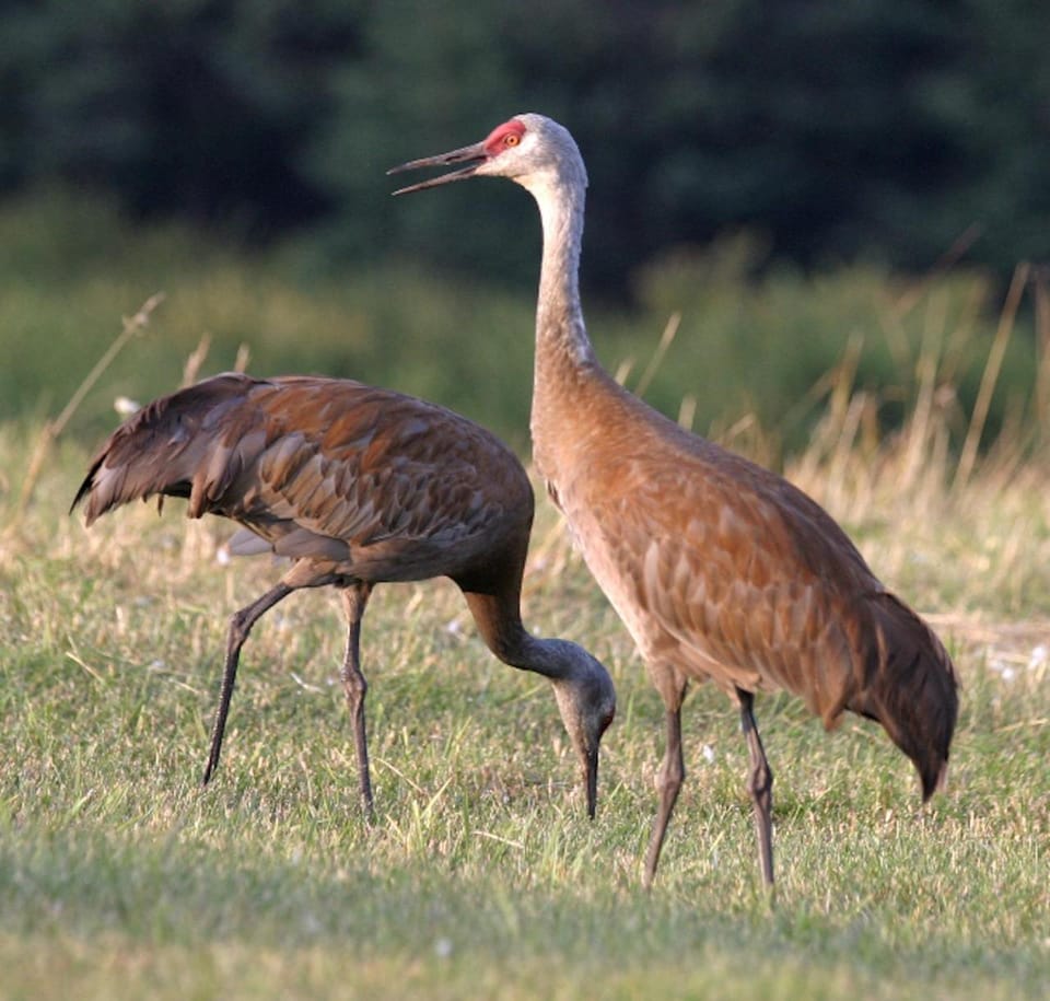 Animals