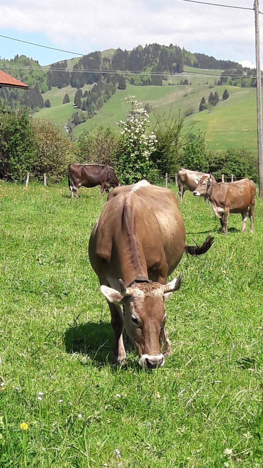 Natural landscape, Animals, Mountain view